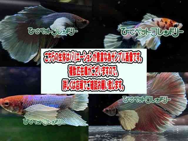 pet image