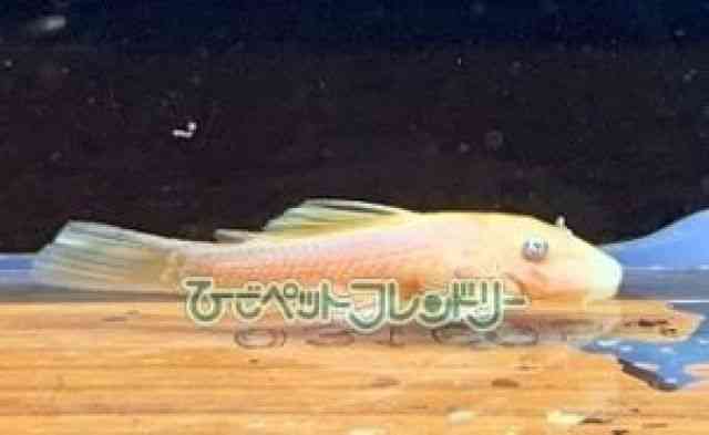 card-img