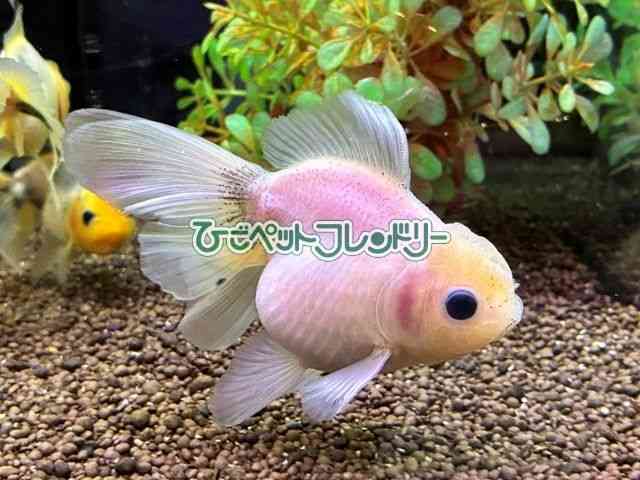 card-img