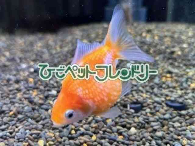 card-img