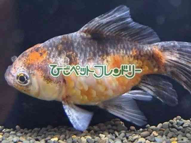 card-img