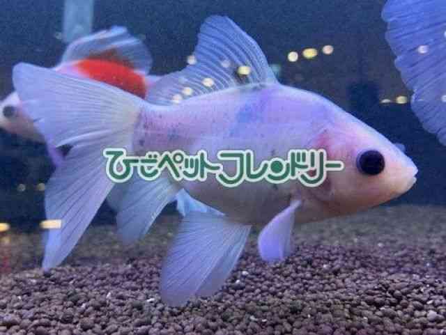 card-img