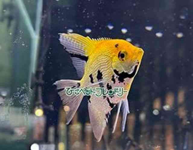 card-img
