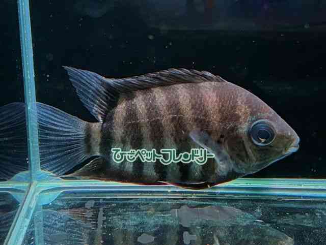 pet image