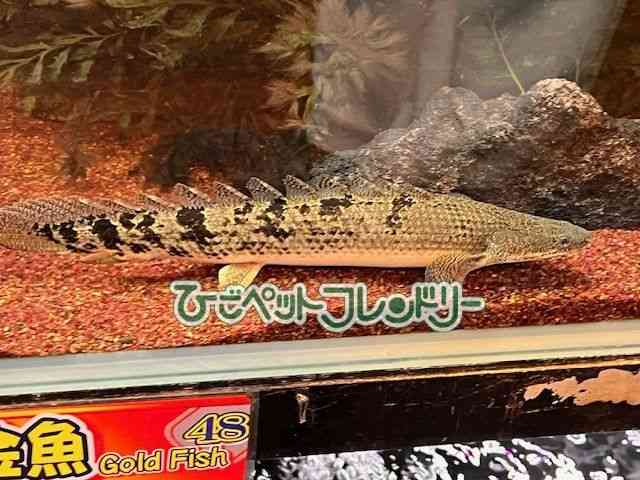 pet image