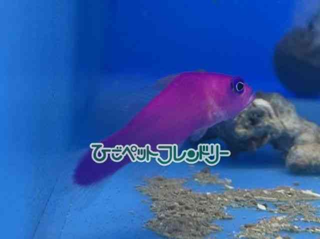 card-img