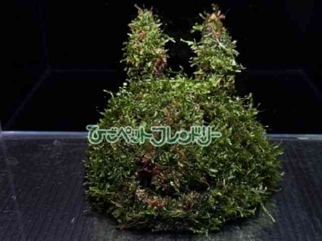 card-img