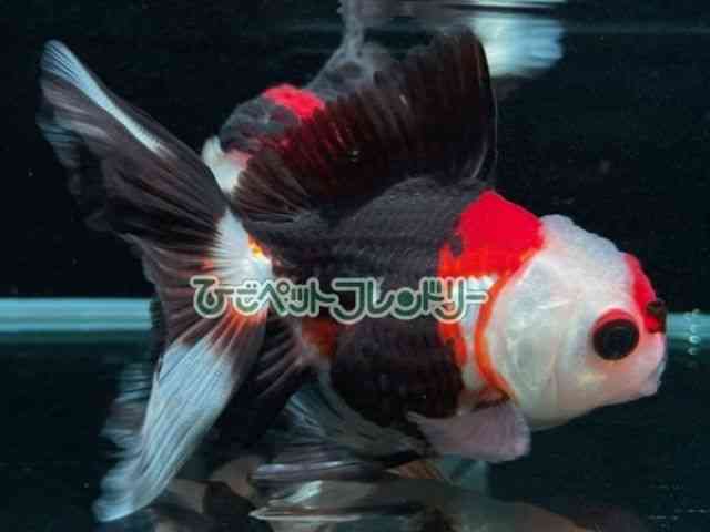 card-img