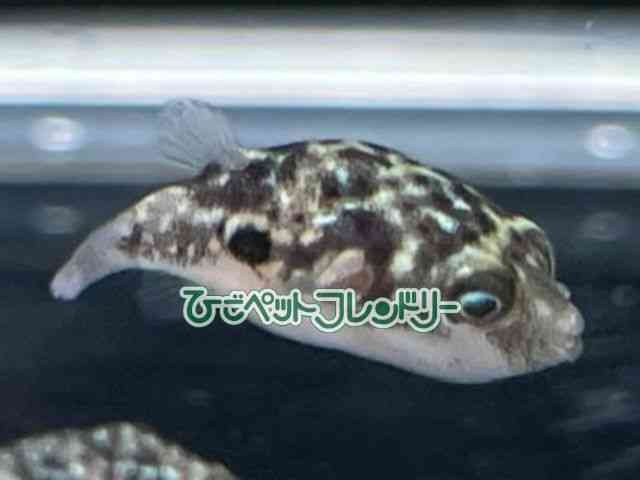 card-img