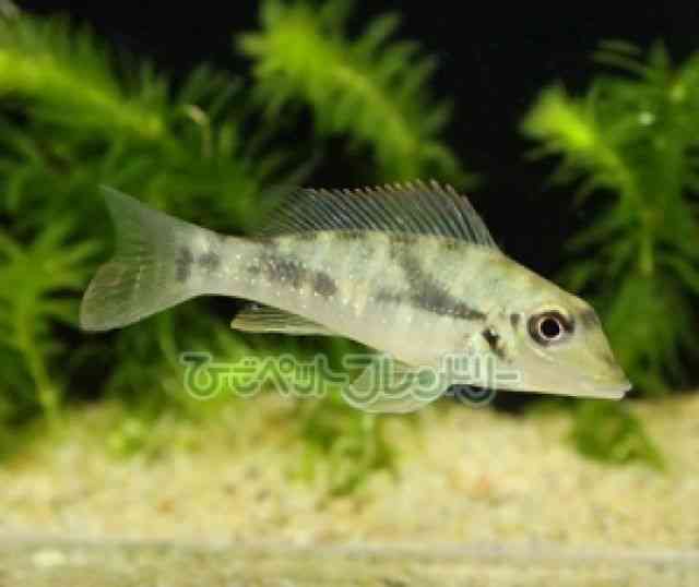 pet image