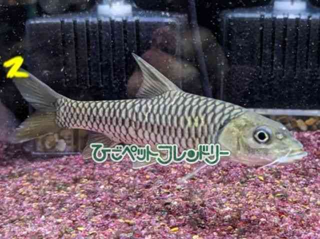 pet image