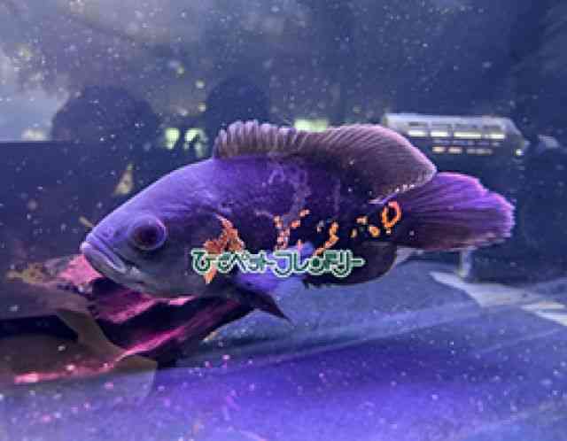 pet image