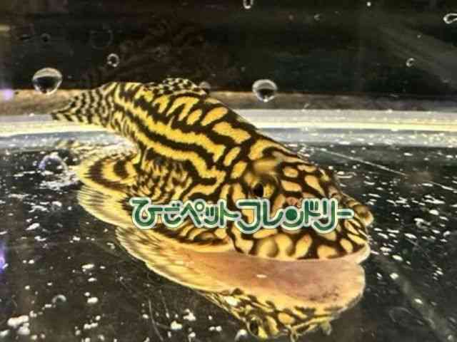card-img