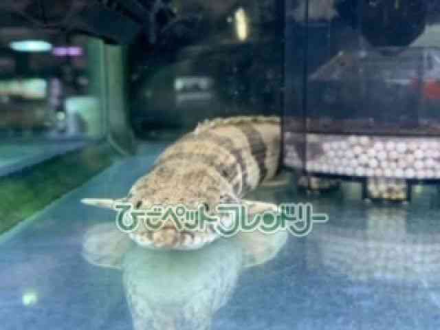 card-img