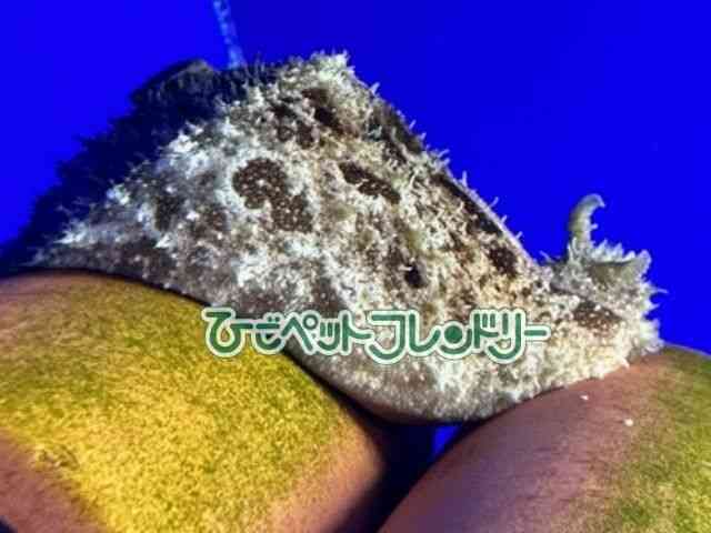 card-img