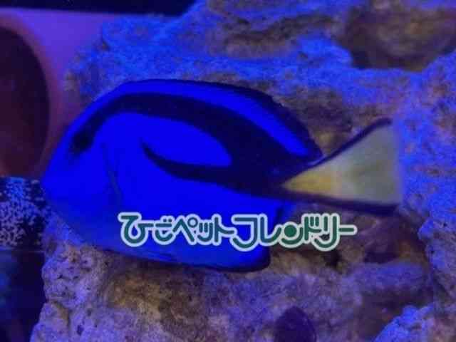 card-img