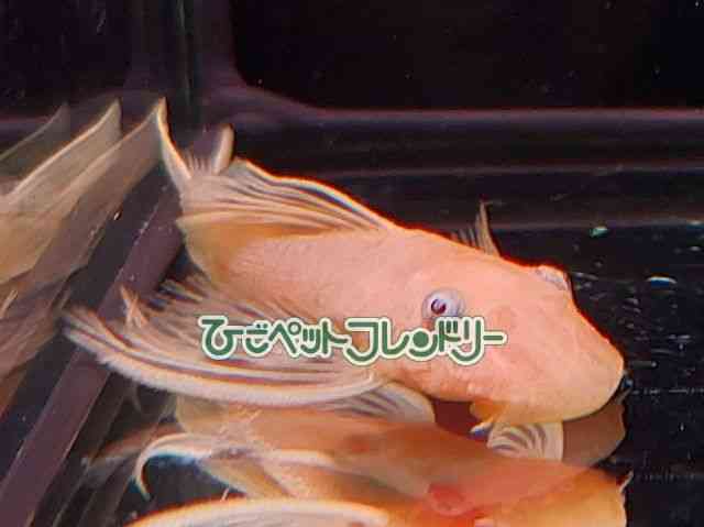 card-img