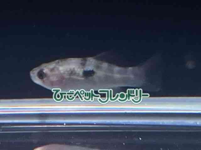 card-img
