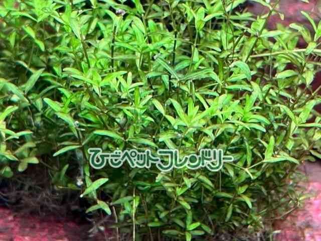 card-img