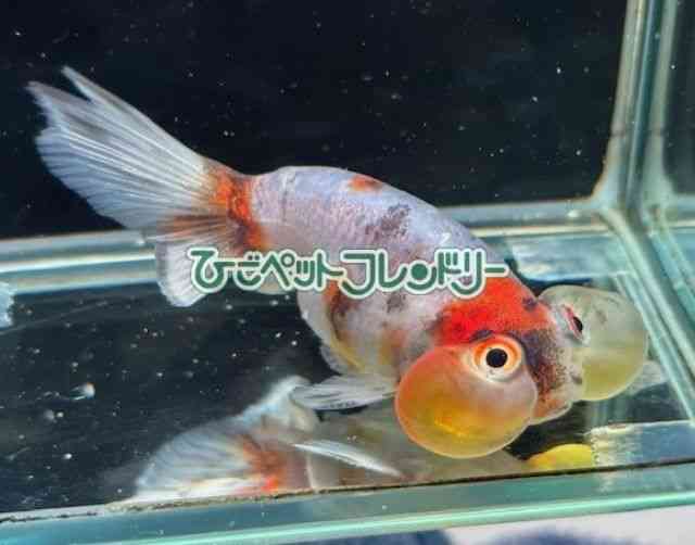 card-img