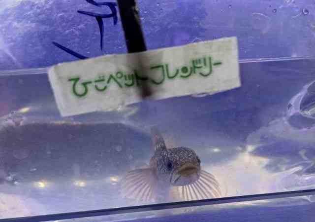 card-img