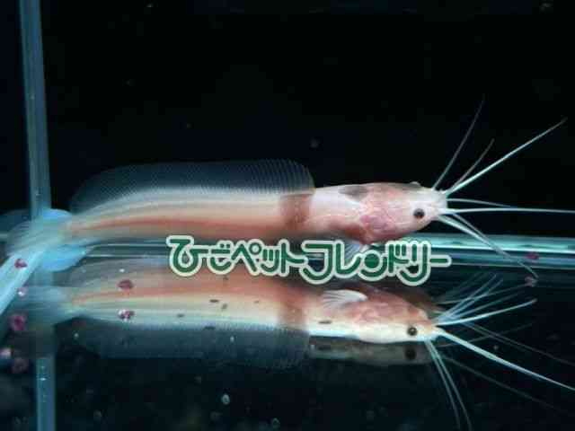 card-img