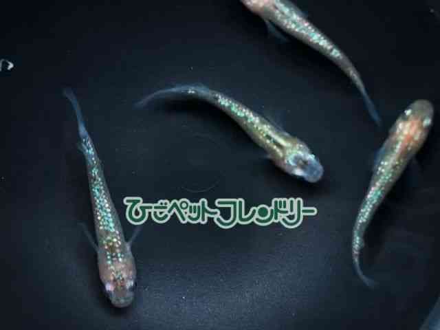 card-img