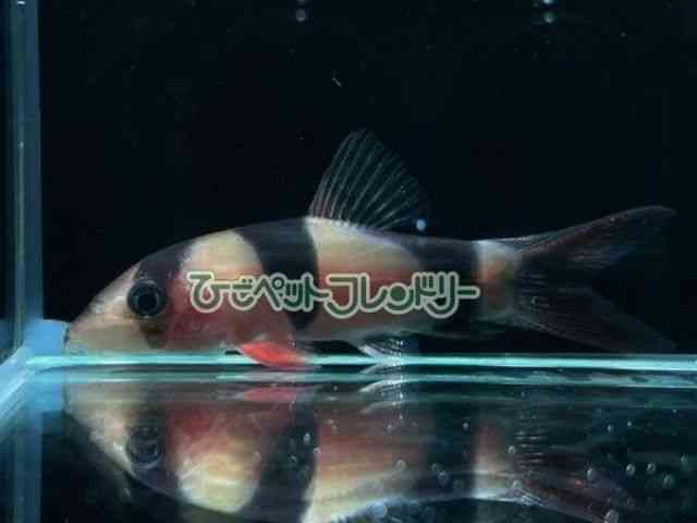 card-img
