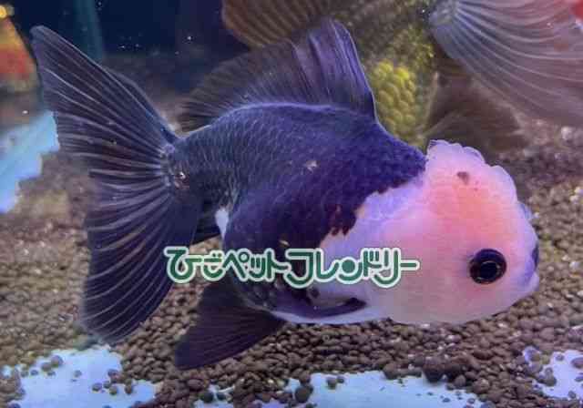 card-img