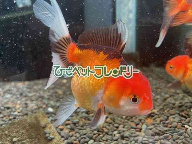 card-img