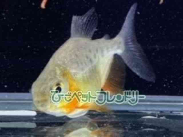 card-img