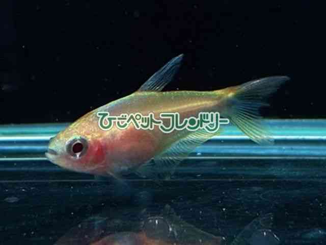 card-img