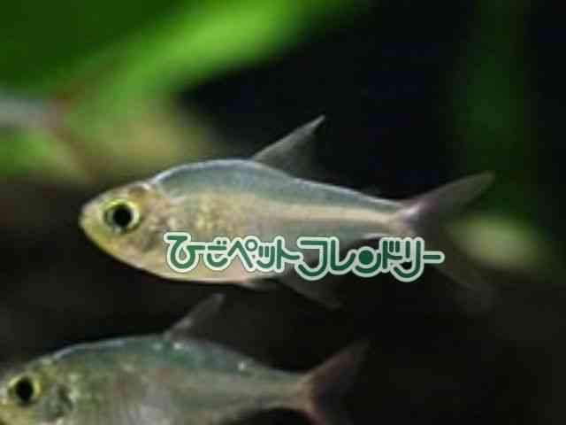 card-img