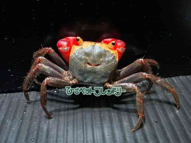 card-img