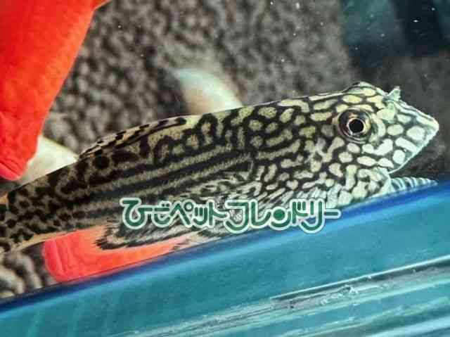 card-img