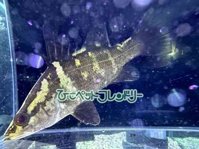 card-img