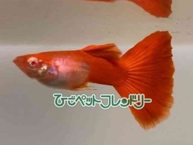 card-img
