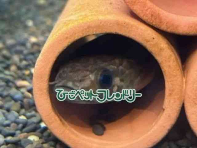 card-img