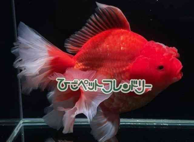 card-img