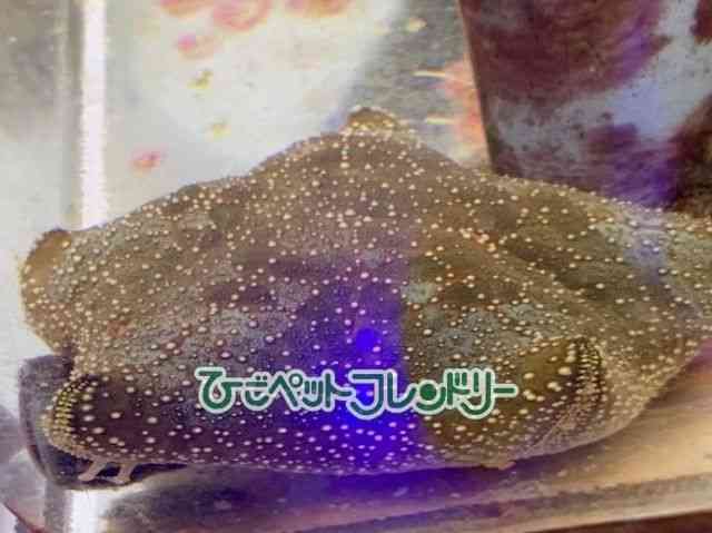 card-img