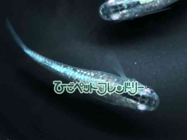 card-img