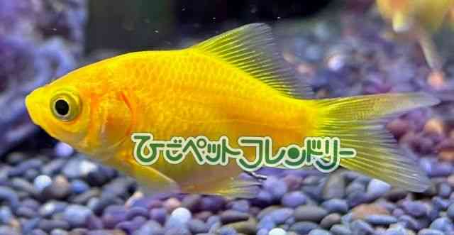 card-img