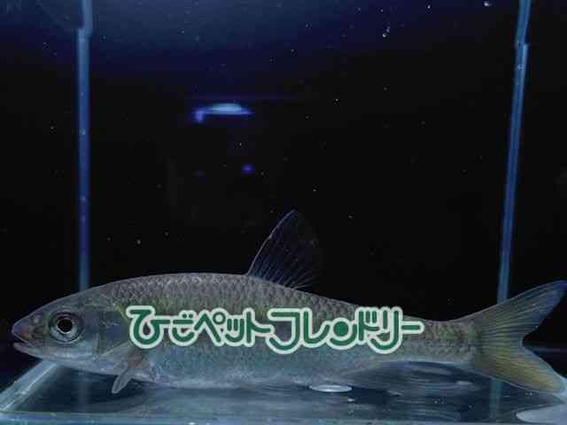 card-img
