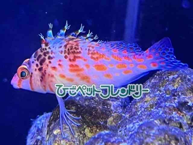 card-img