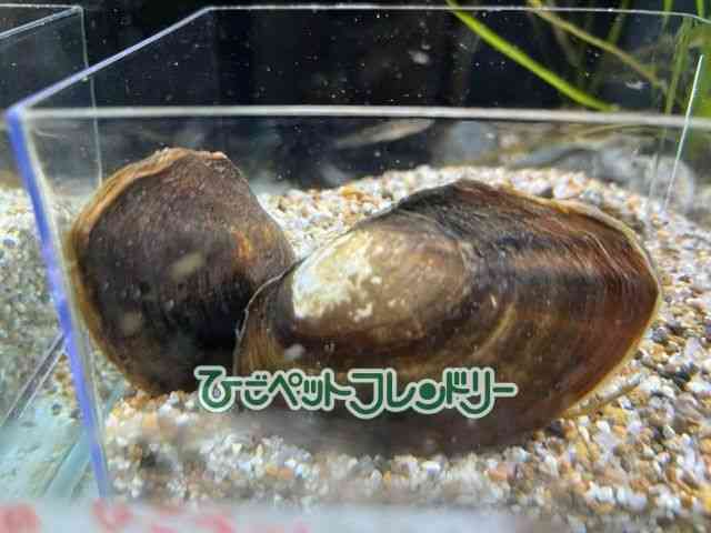 card-img