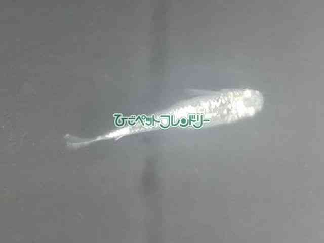 card-img