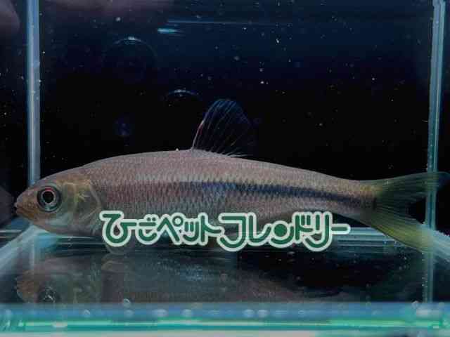 card-img
