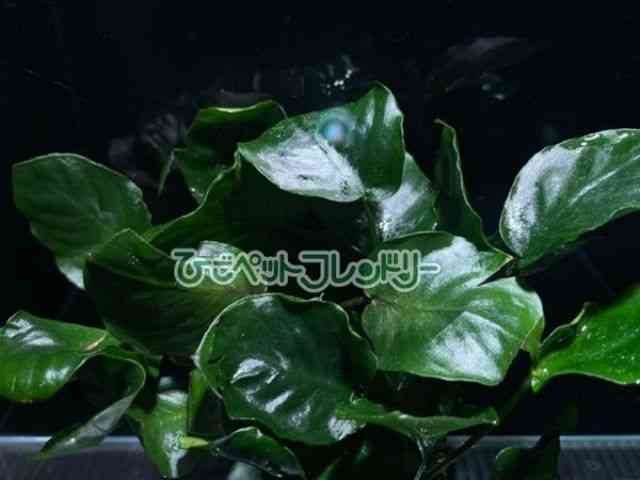 card-img
