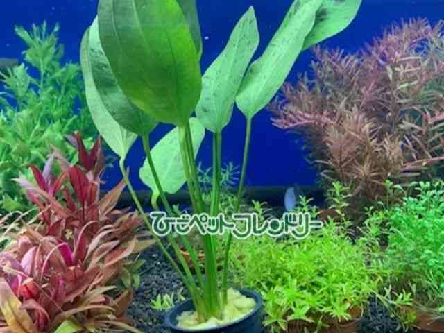 card-img