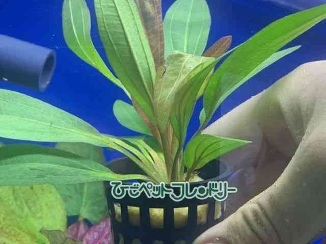 card-img